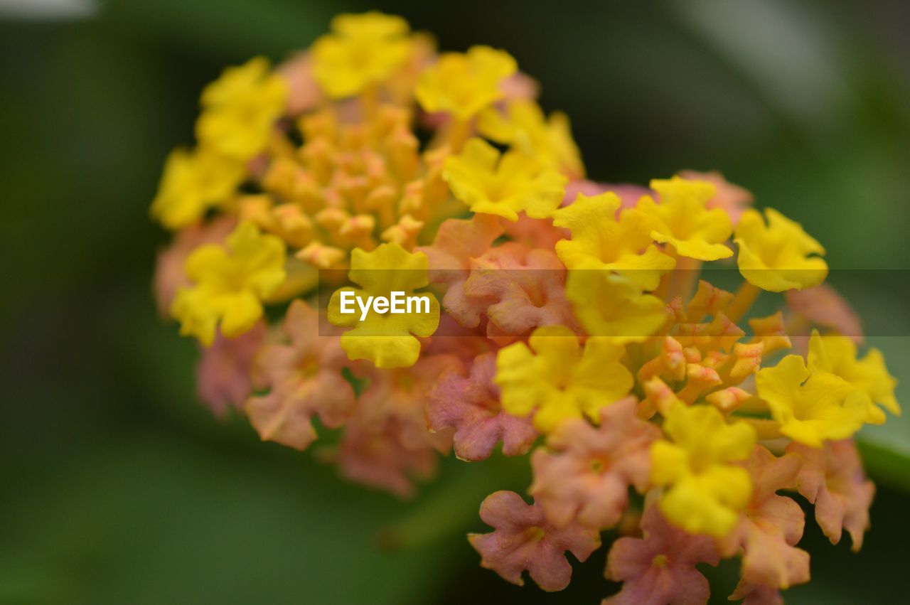 Close-up of fresh yellow flowers blooming outdoors