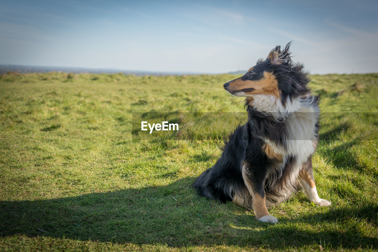 Dog on field against sky