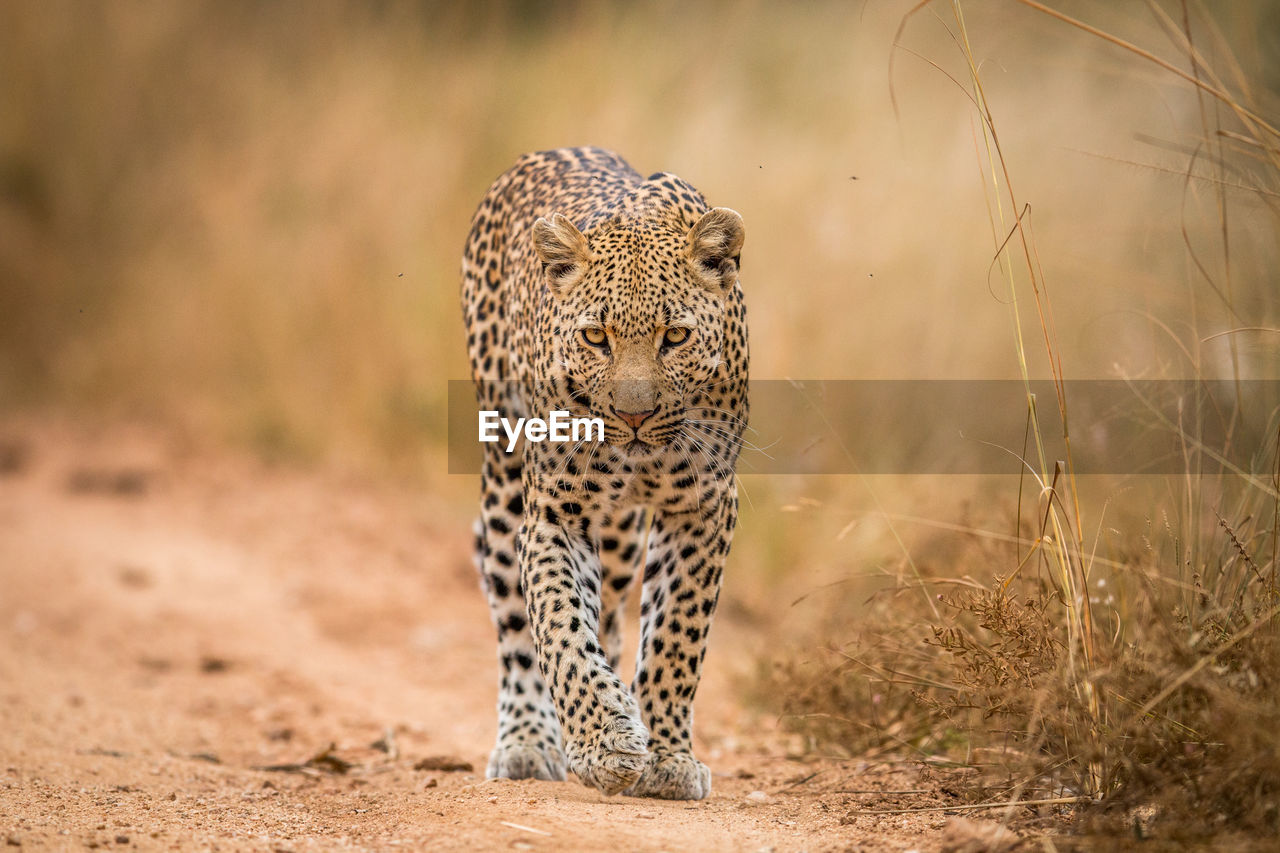 Portrait of leopard walking on field