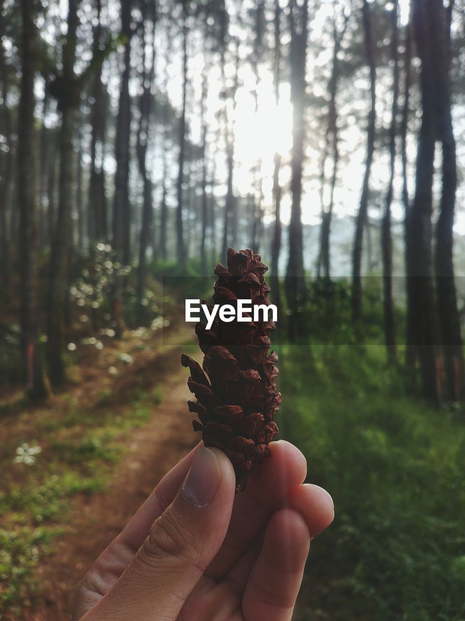 Cropped hand holding pine cone in forest