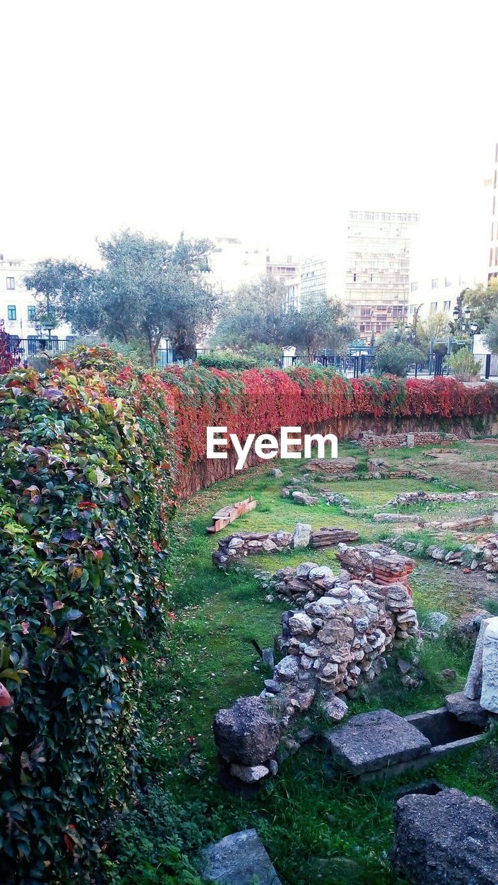 PLANTS GROWING IN FRONT OF BUILDING