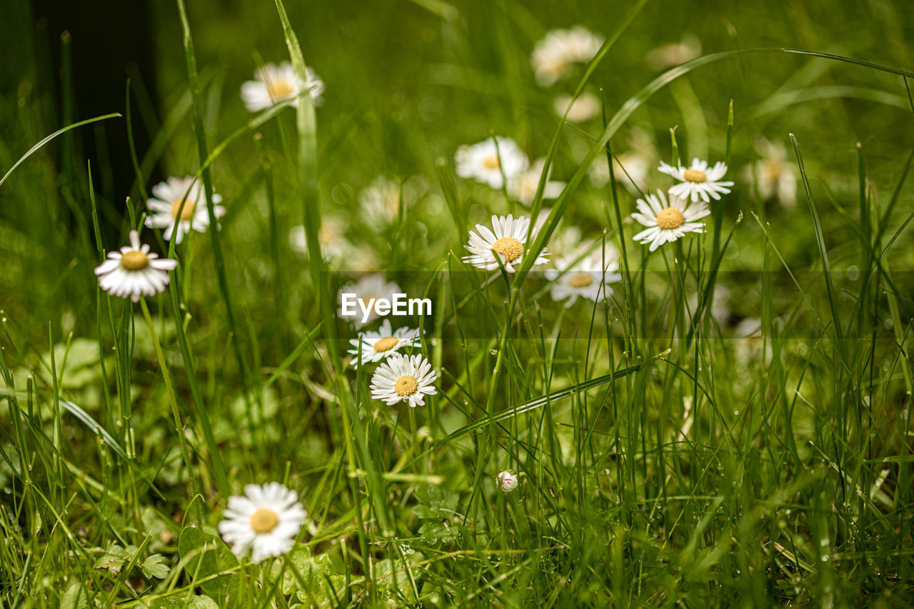 Close-up of white daisy flowers on field