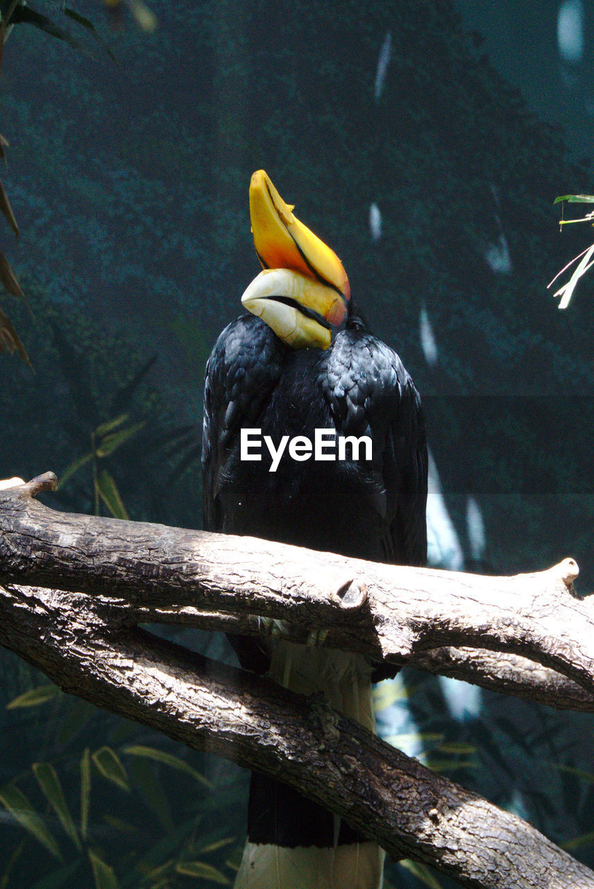 Hornbill on a branch