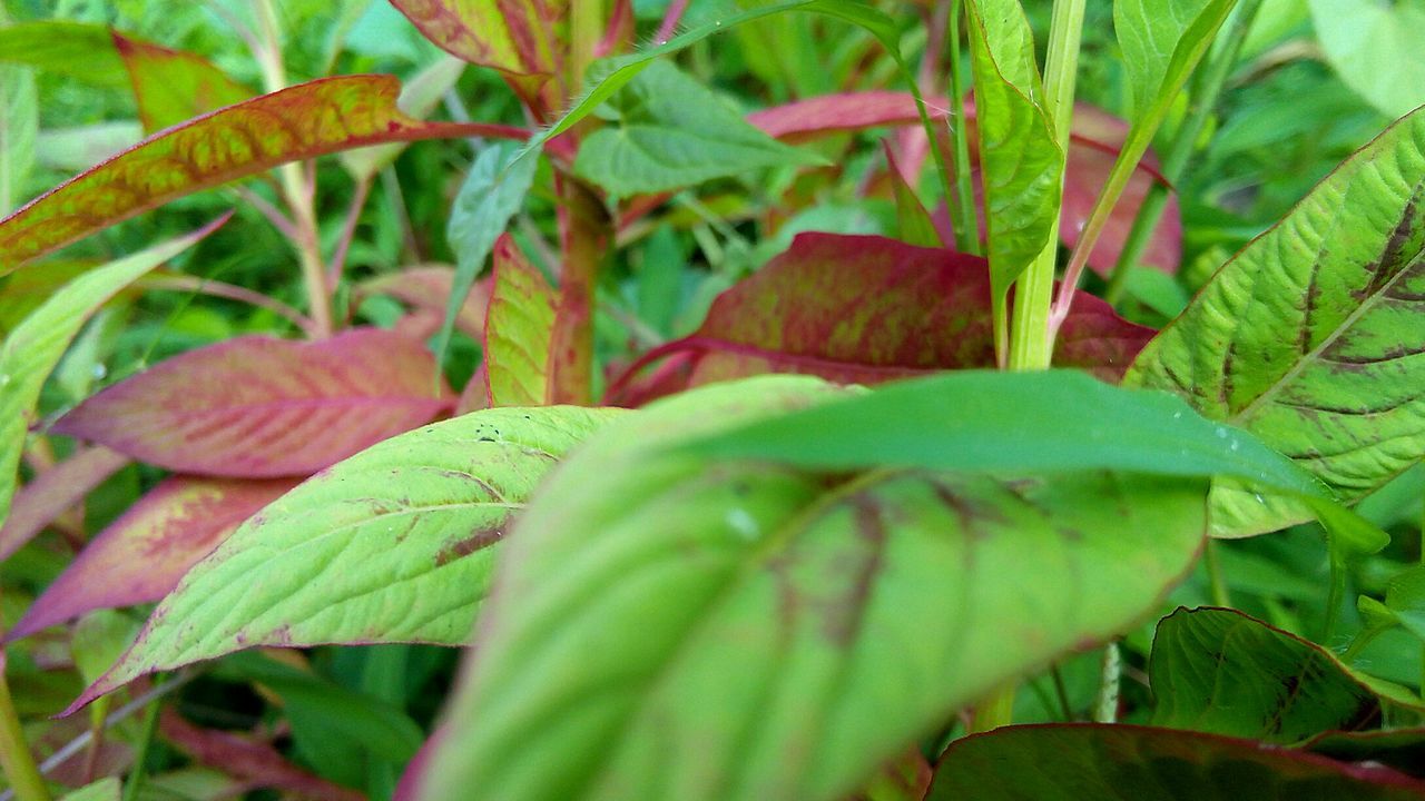 Close-up of fresh green plant