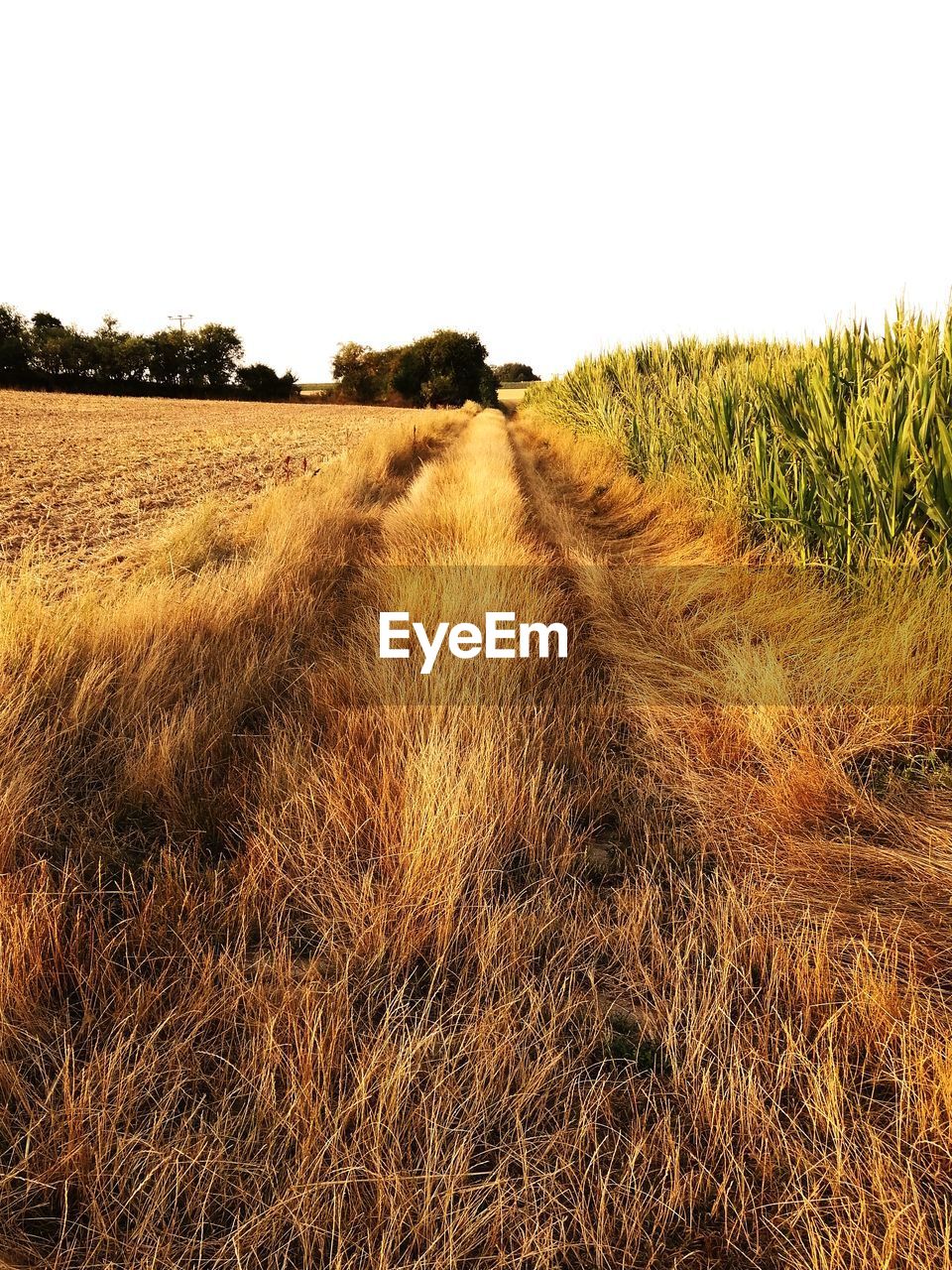 SCENIC VIEW OF FARM AGAINST SKY