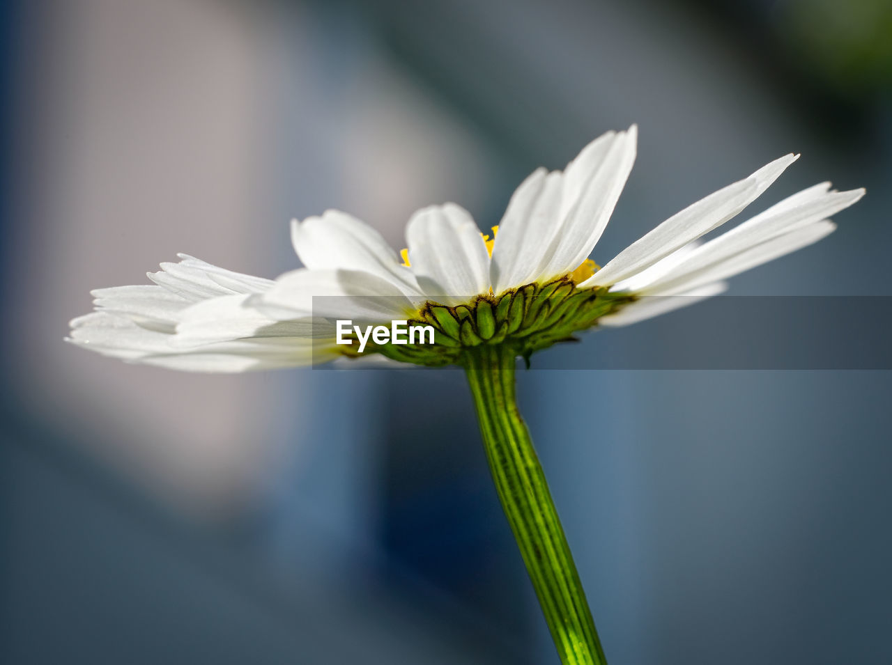 CLOSE-UP OF WHITE FLOWER AGAINST BLURRED BACKGROUND