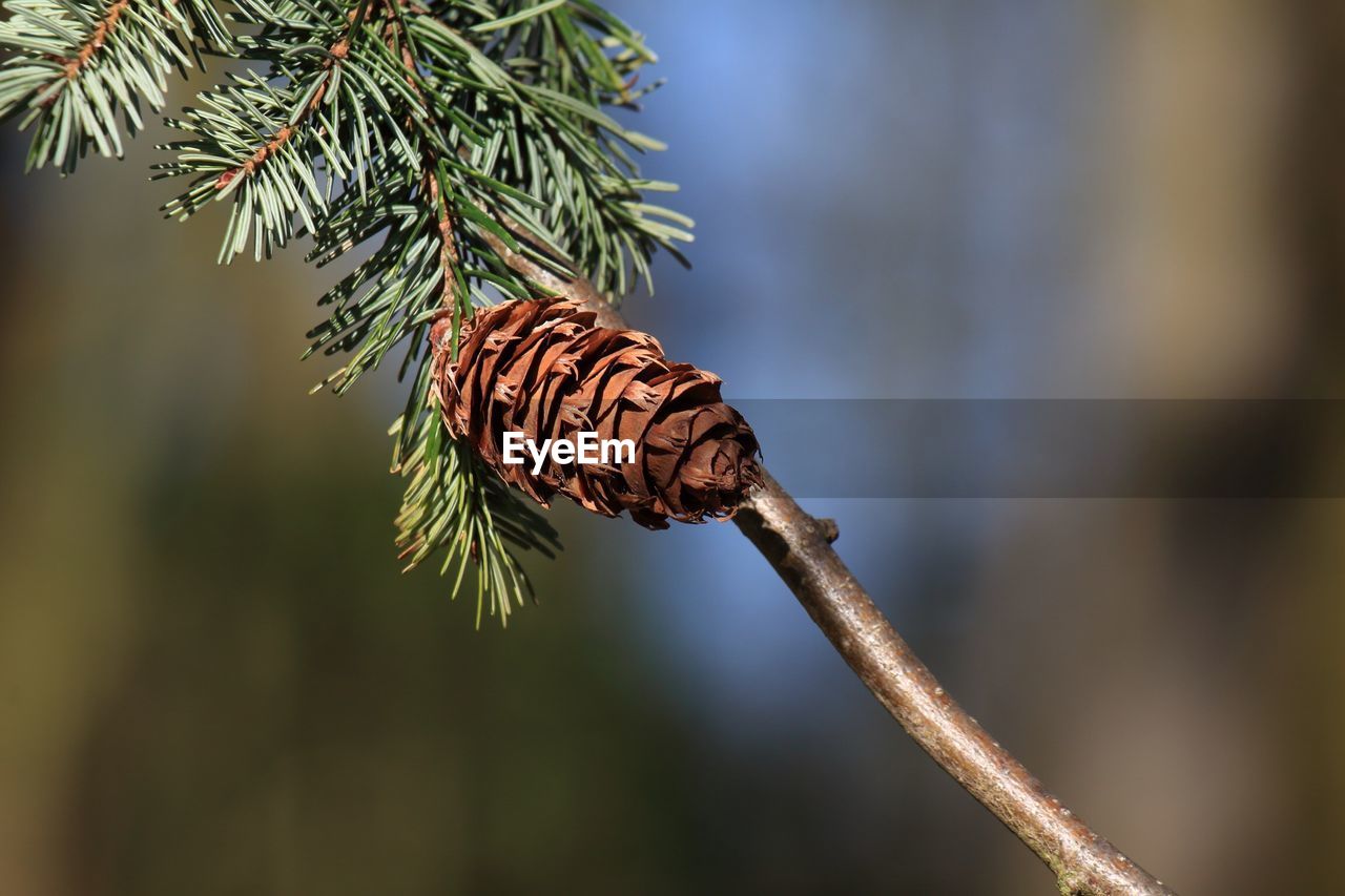 Close-up of pine cone on branch