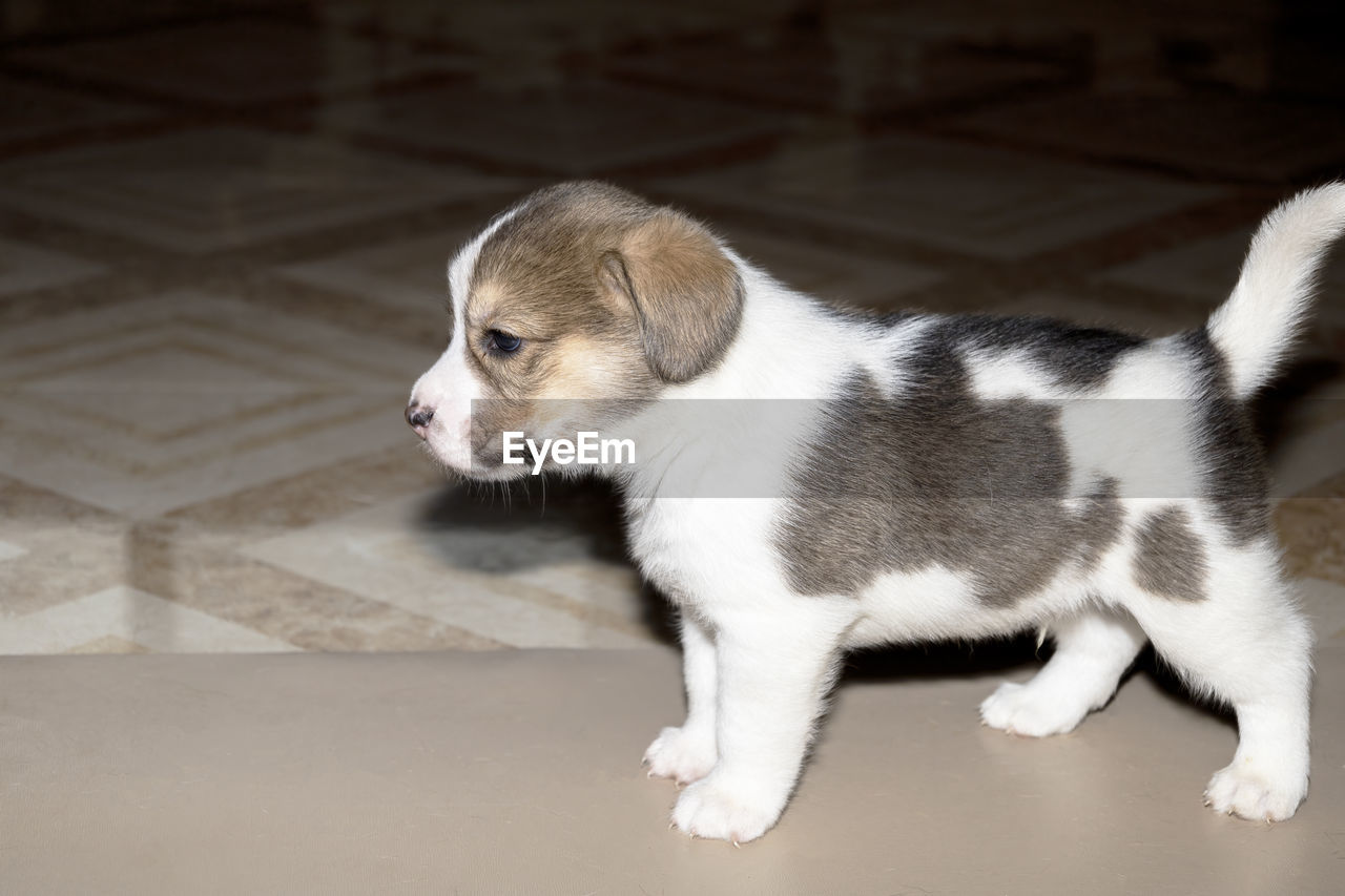 A cute 3 black, white and brown beagle puppy