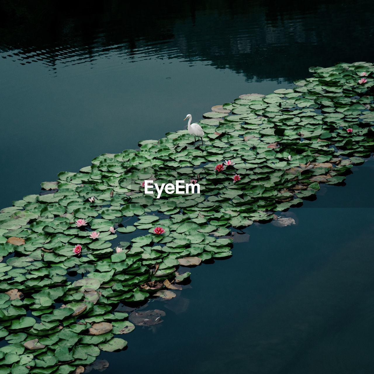 Scenic view of water lily amidst leaves in lake