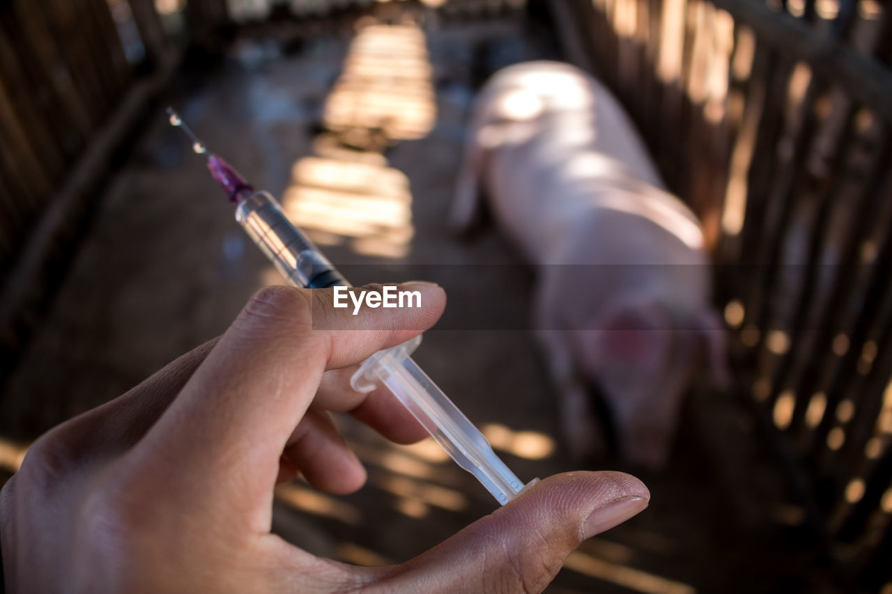 Cropped hand of veterinarian holding syringe by pig