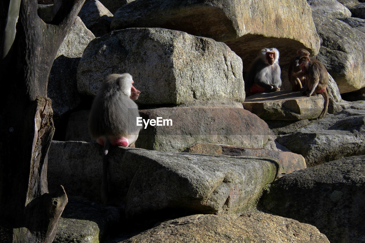 Monkeys sitting on rock at zoo
