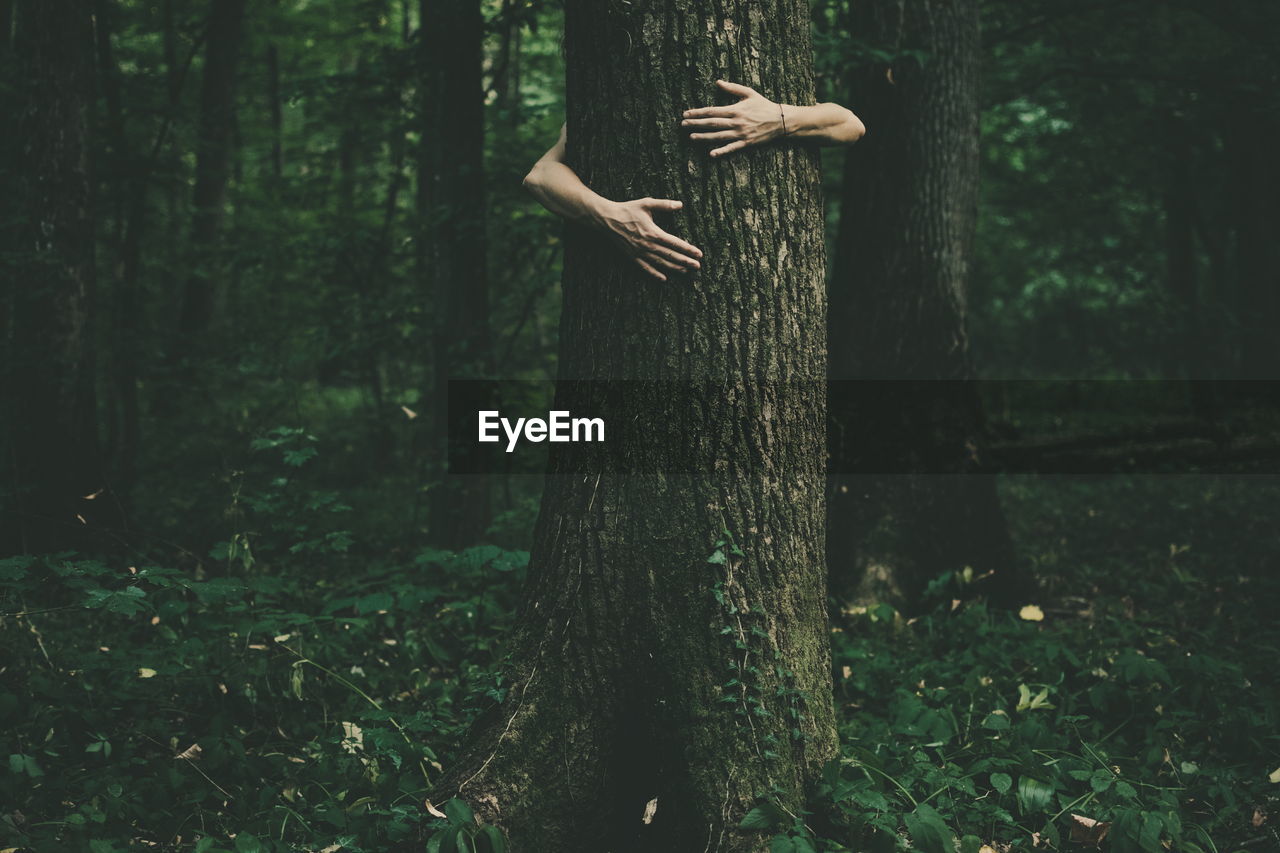 One woman behind tree trunk in forest