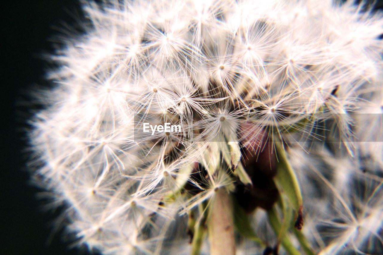 Close-up of dandelion