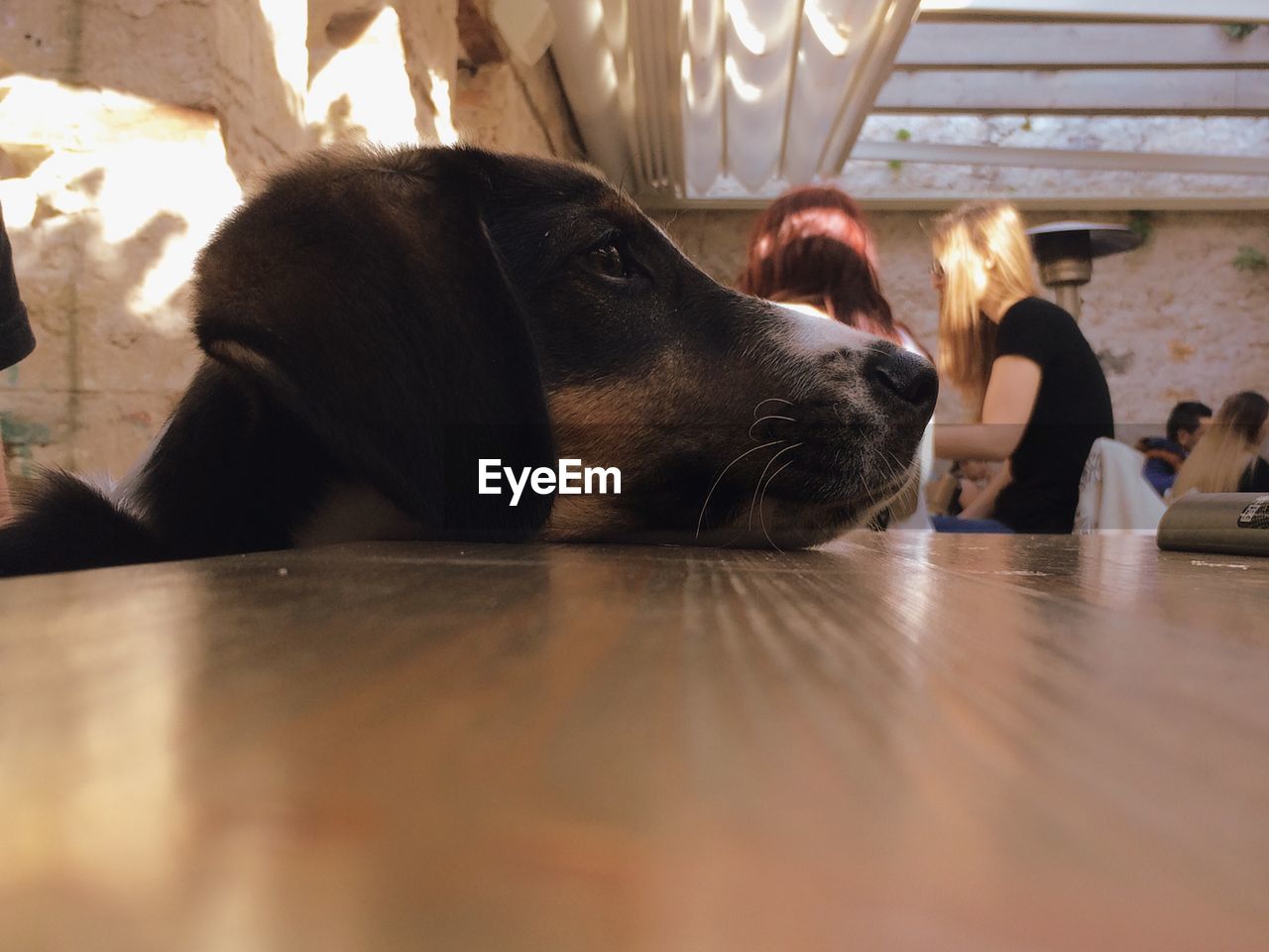 DOG RELAXING ON FLOOR AT HOME