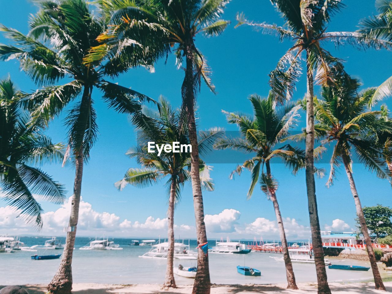 Palm trees on beach against blue sky