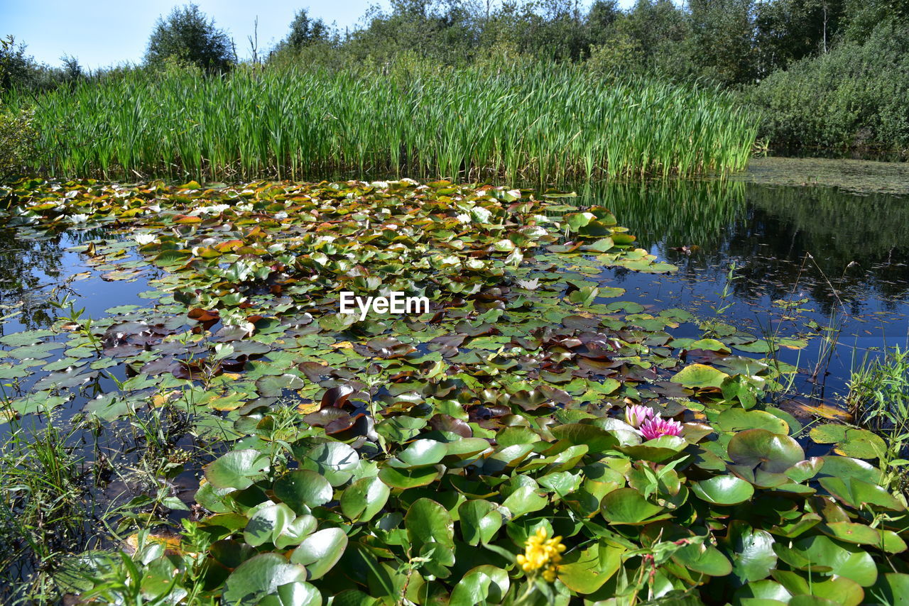 VIEW OF WATER LILY IN LAKE