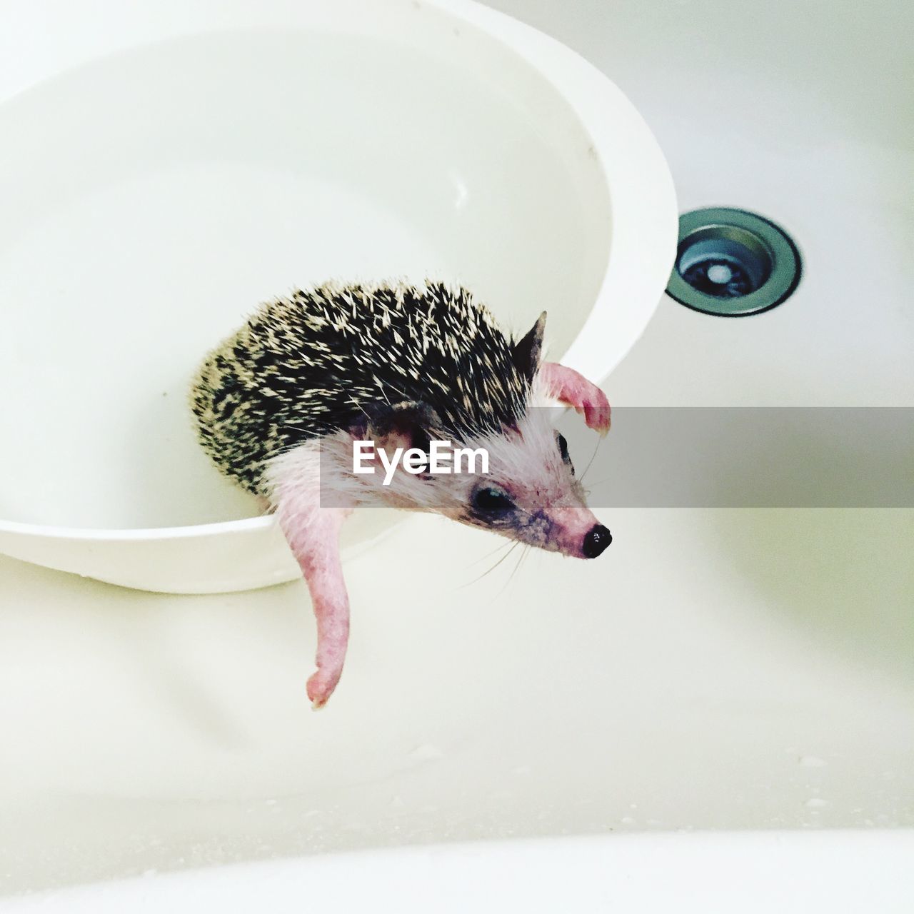 Close-up of hedgehog in sink