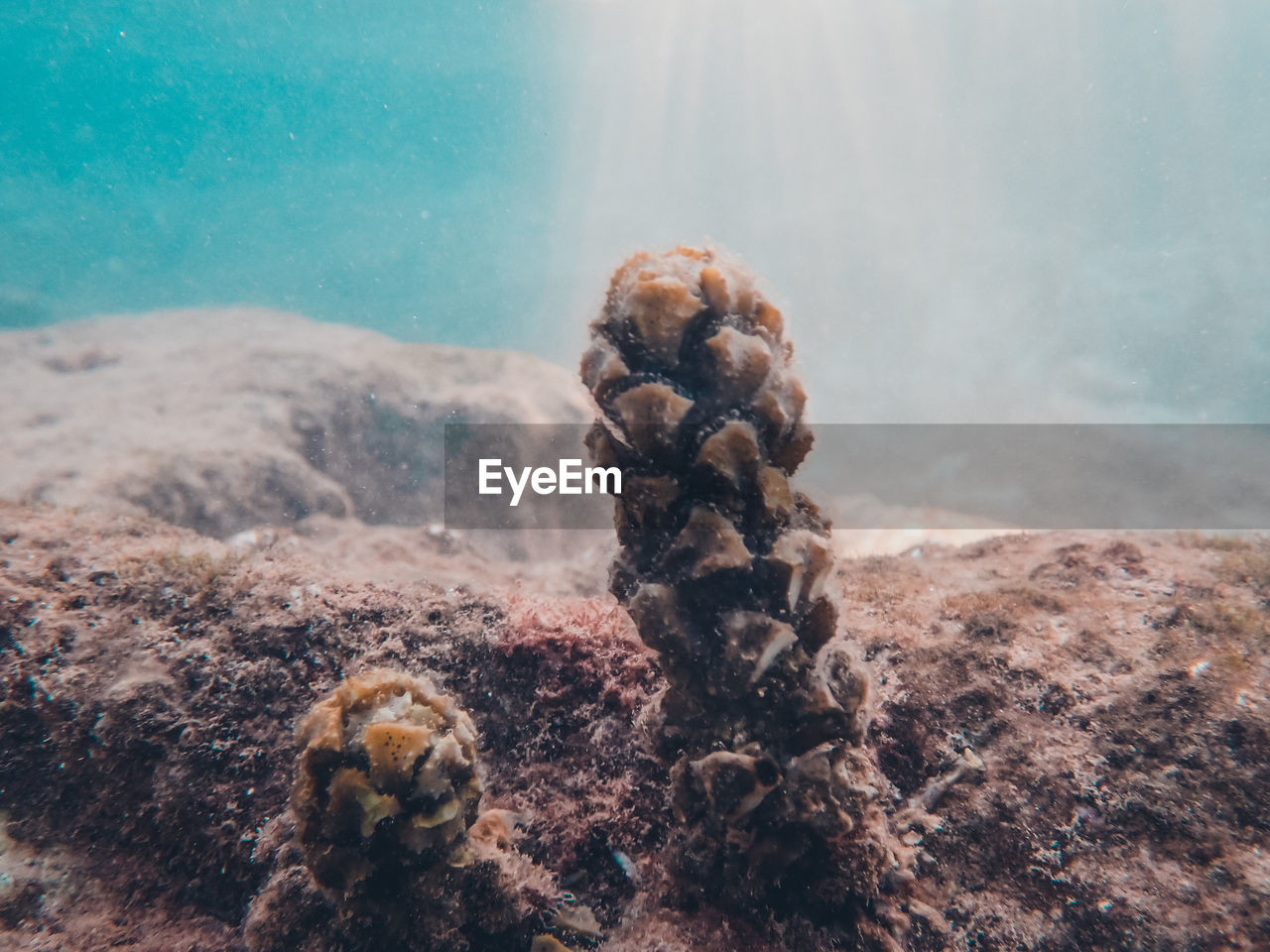 CLOSE-UP OF CORAL ON SEA