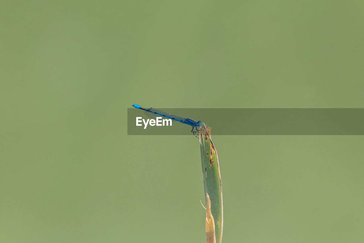 CLOSE-UP OF DAMSELFLY ON GREEN PLANT