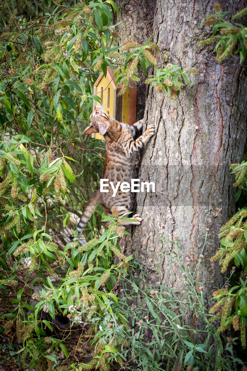 LIZARD ON TREE