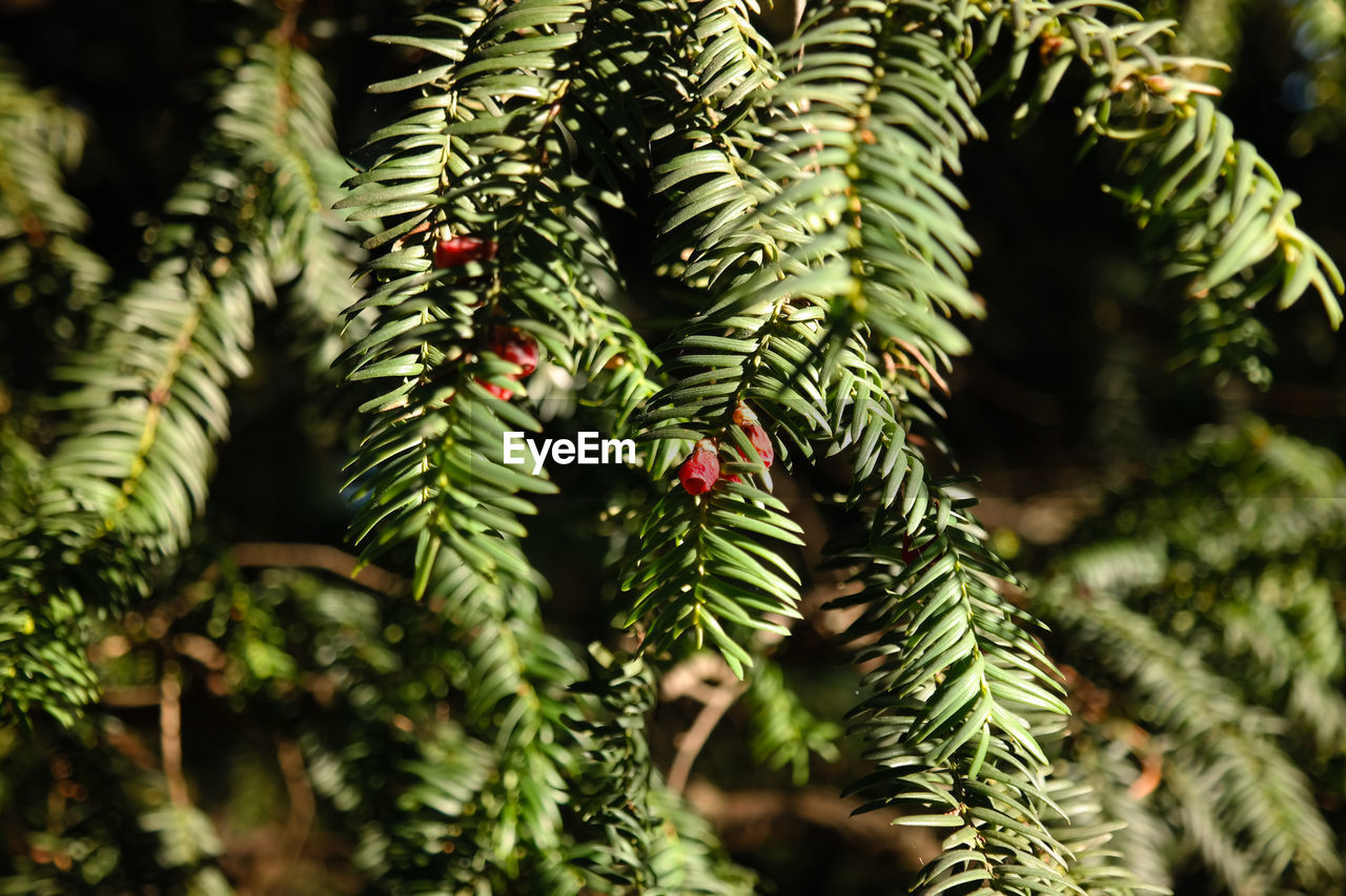 CLOSE-UP OF PINE TREE WITH LEAVES