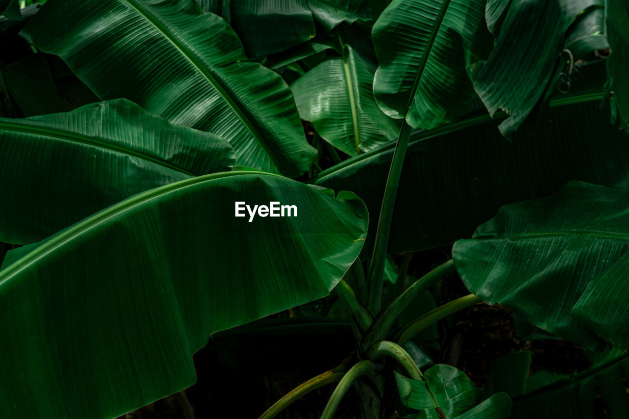 Banana green leaves on dark background. banana leaf in tropical garden. green leaves of banana.