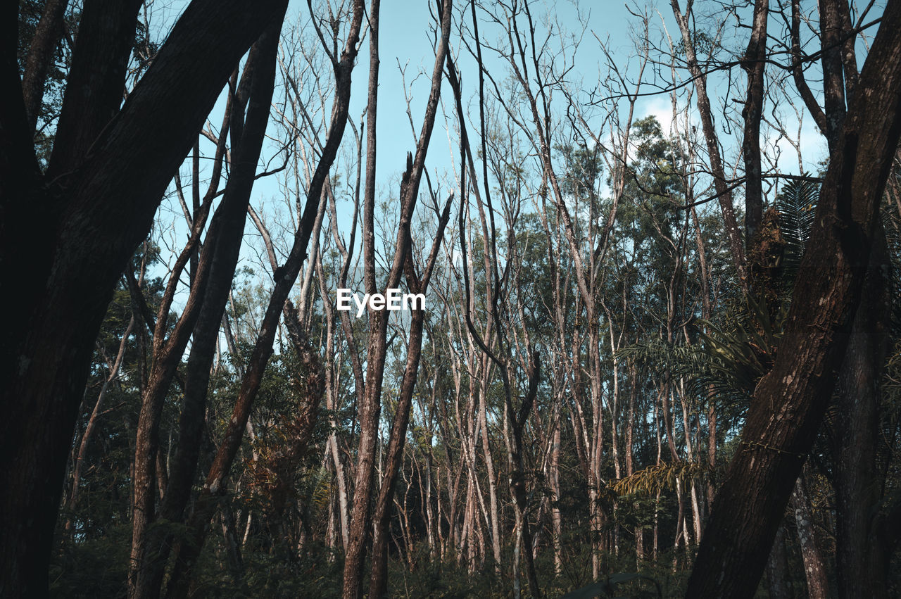 LOW ANGLE VIEW OF TREES IN FOREST