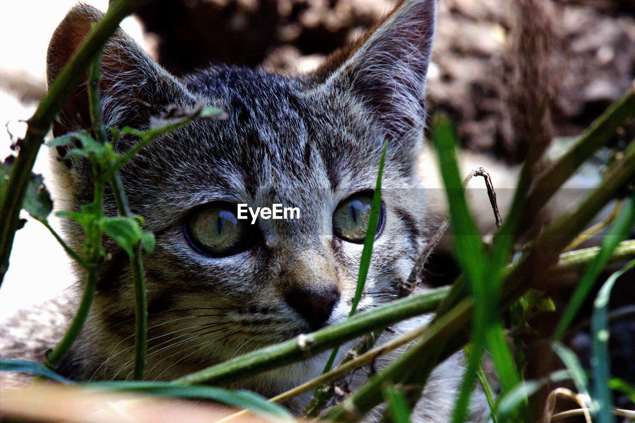 Close-up of cat amidst plants