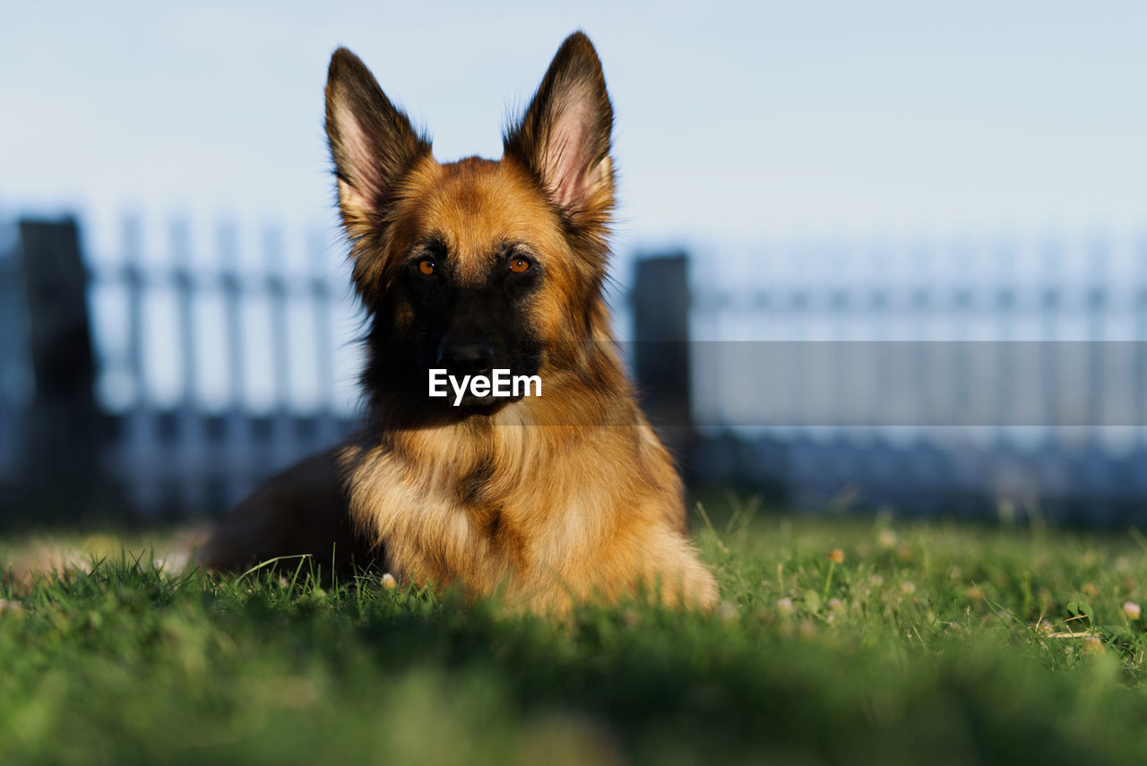 View of a dog sitting on field