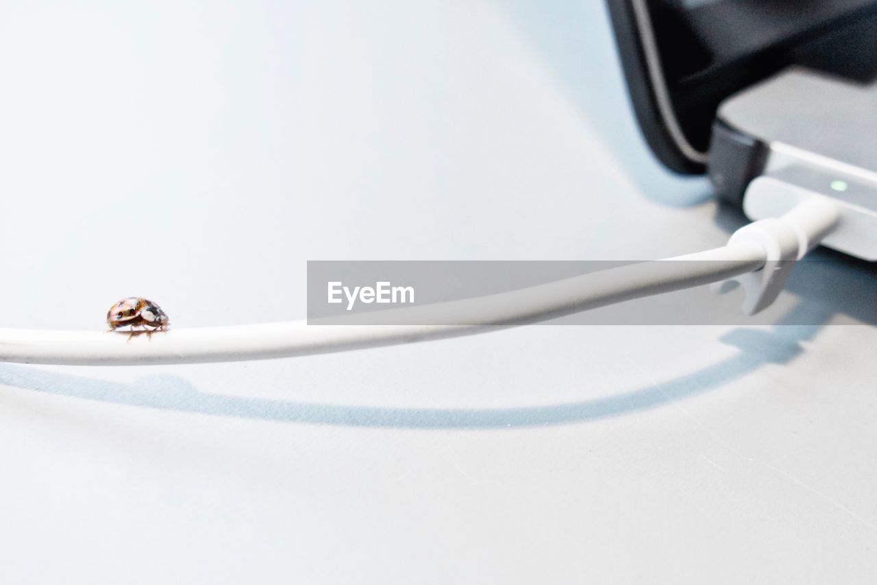Bug on mobile phone charger cable against white background