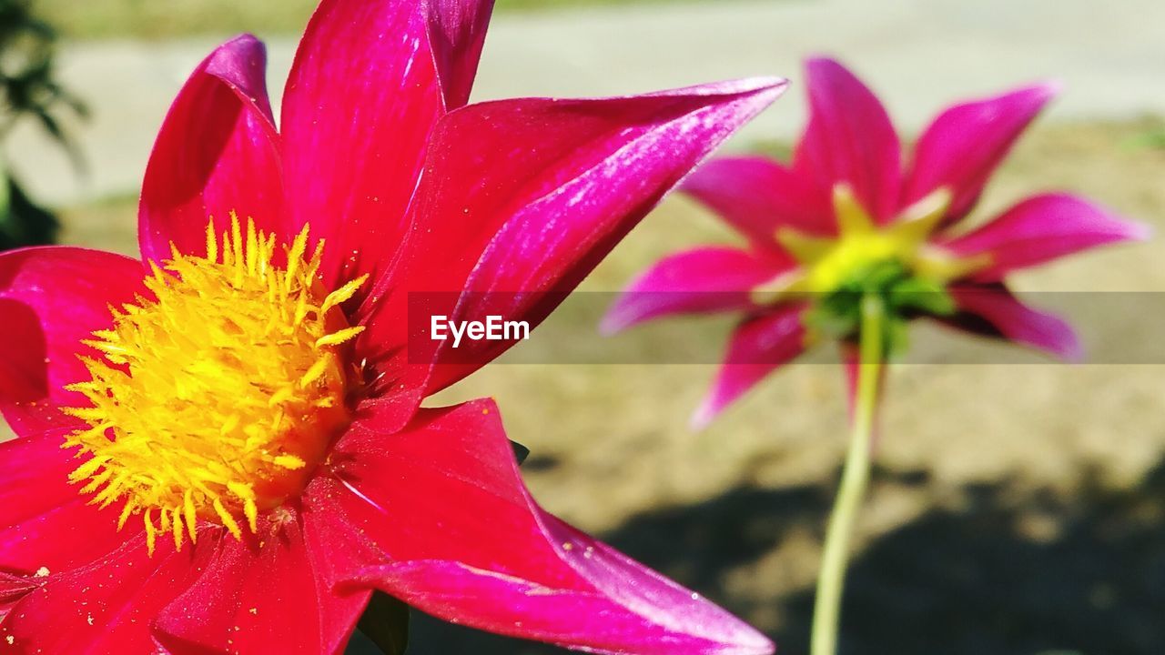 CLOSE-UP OF PINK FLOWERS BLOOMING IN PARK