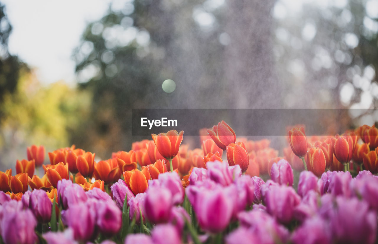 Tulips blooming outdoors during rainy season