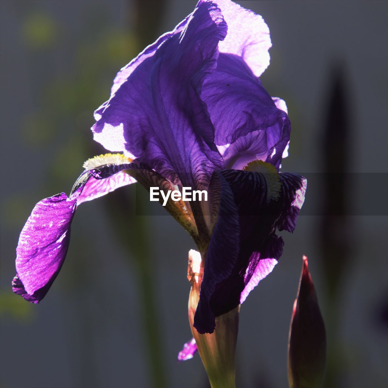 CLOSE-UP OF PURPLE IRIS