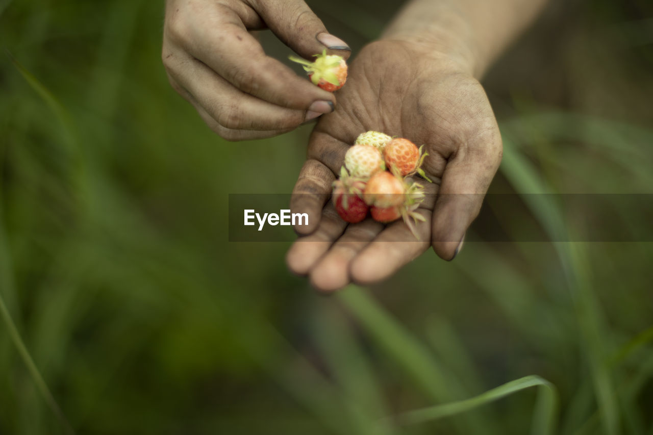 Berries on palm of child. wild berries in forest. strawberries in nature. baby's hands.