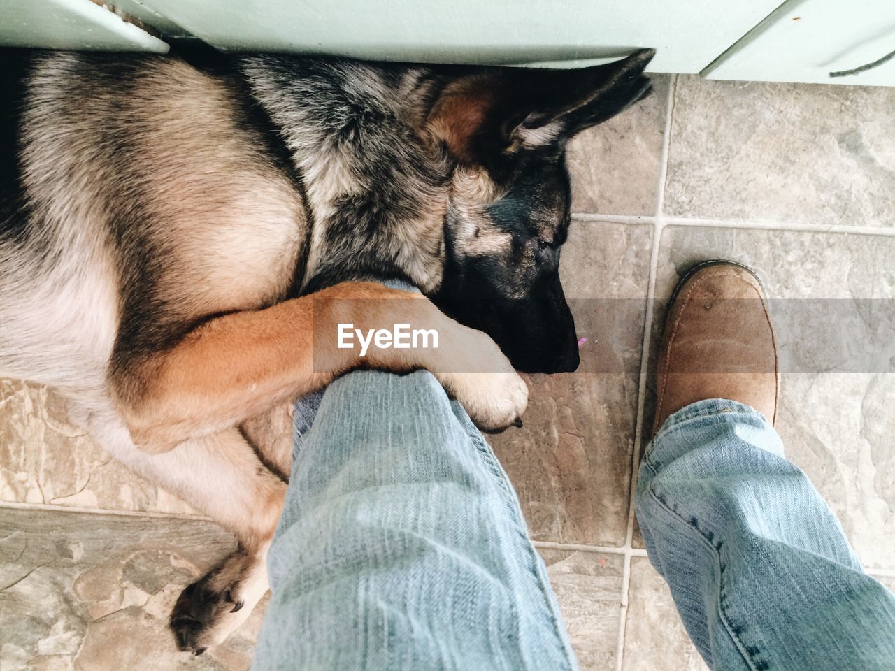 Low section of dog relaxing next to mans foot indoors
