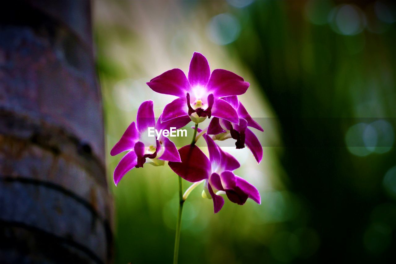 CLOSE-UP OF PINK FLOWERS BLOOMING OUTDOORS