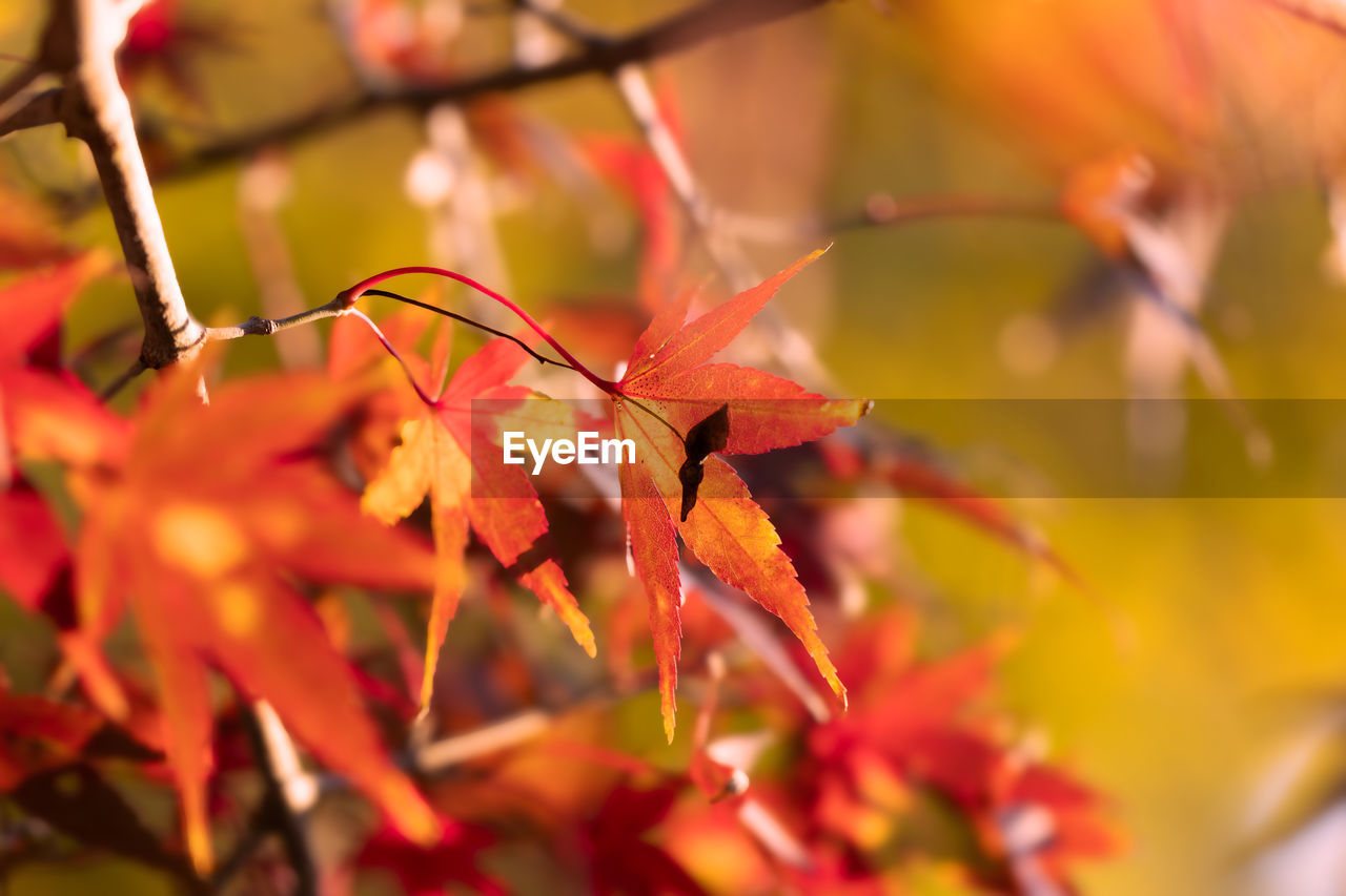 autumn, leaf, plant part, tree, plant, nature, beauty in nature, red, branch, maple tree, selective focus, no people, close-up, outdoors, orange color, day, maple leaf, environment, tranquility, land, flower, yellow, multi colored, autumn collection, focus on foreground, landscape, sunlight, maple, scenics - nature, growth, vibrant color, backgrounds, forest