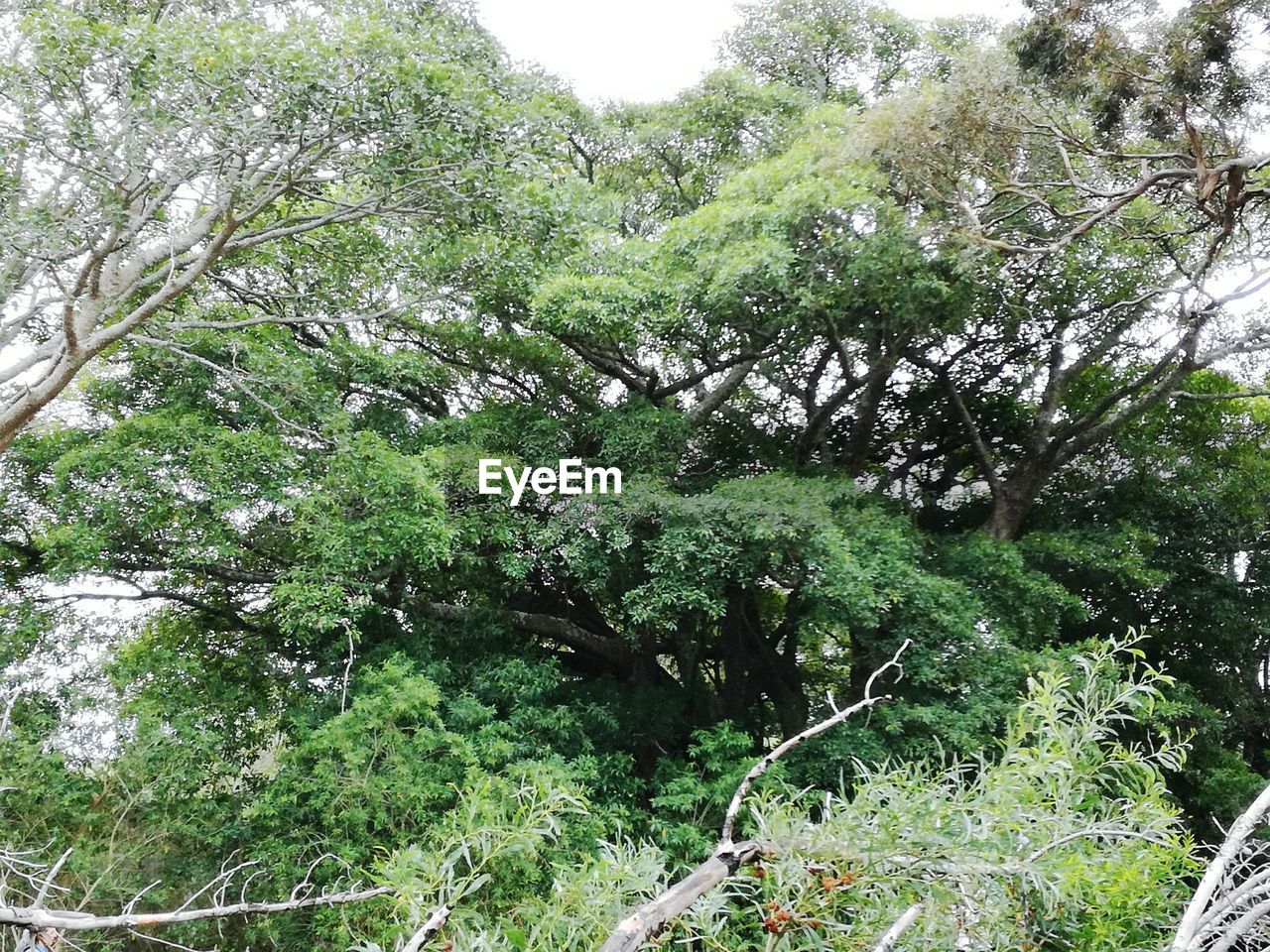 LOW ANGLE VIEW OF TREES