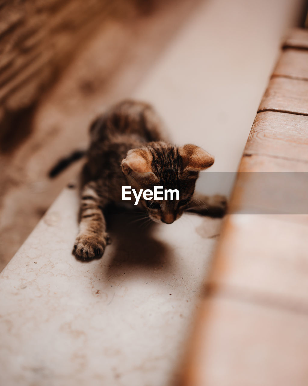 close-up of cat lying on wooden floor