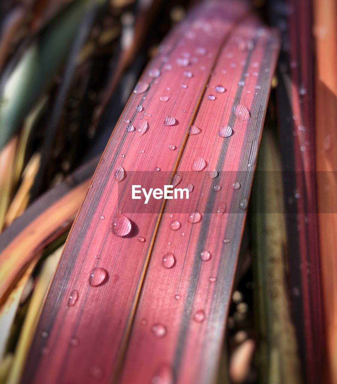 Close-up of wet red leaves