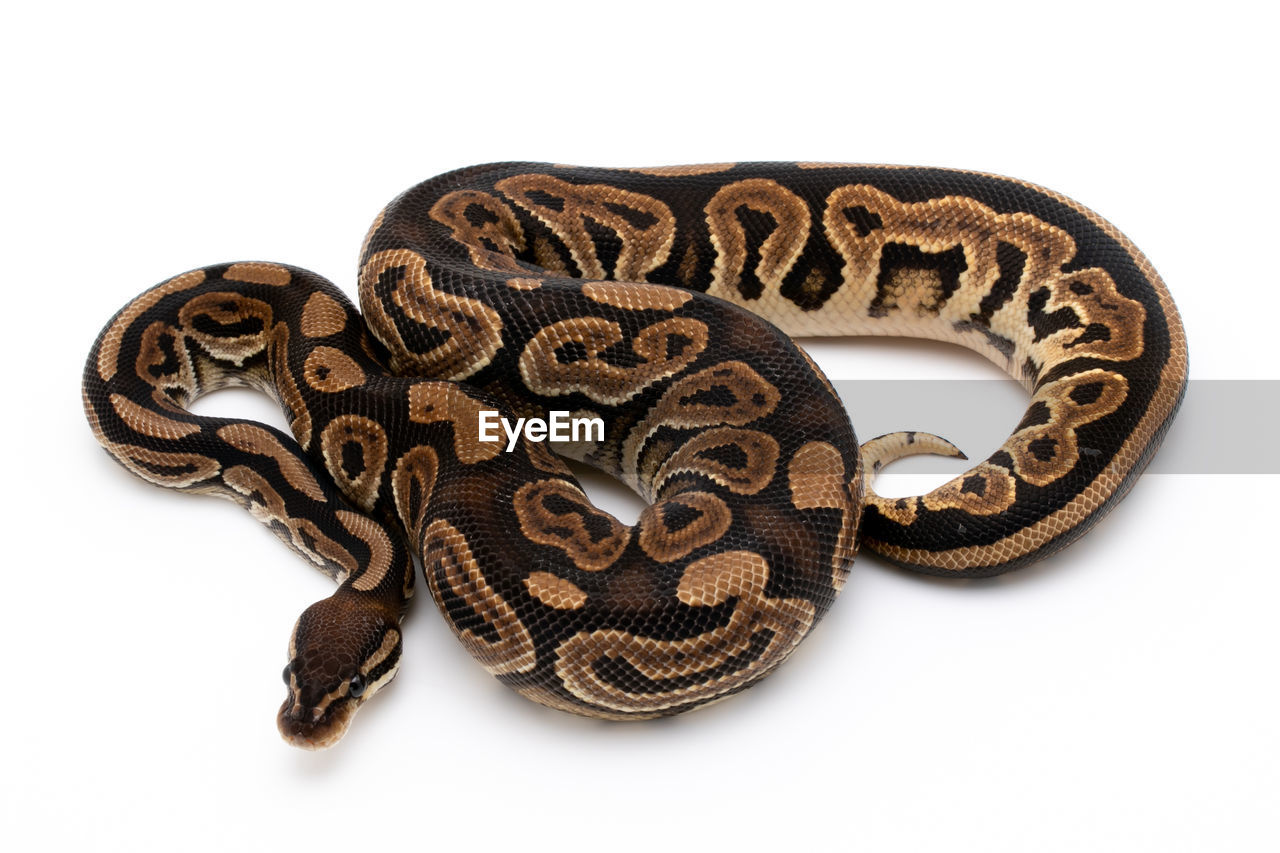 CLOSE-UP OF A ANIMAL