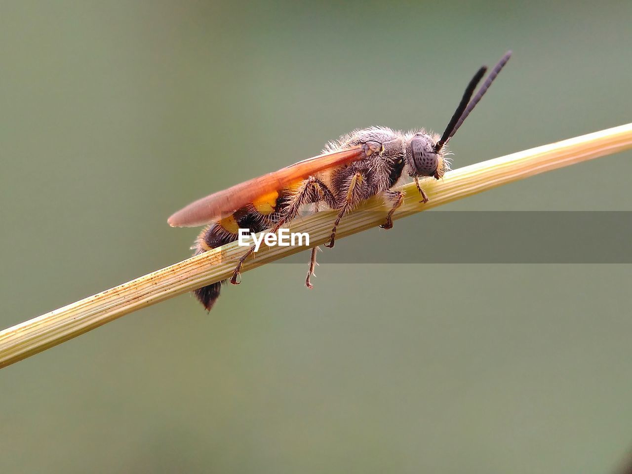 CLOSE-UP OF INSECT