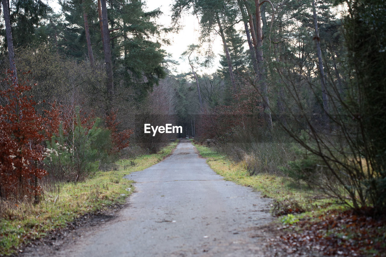 DIRT ROAD IN FOREST