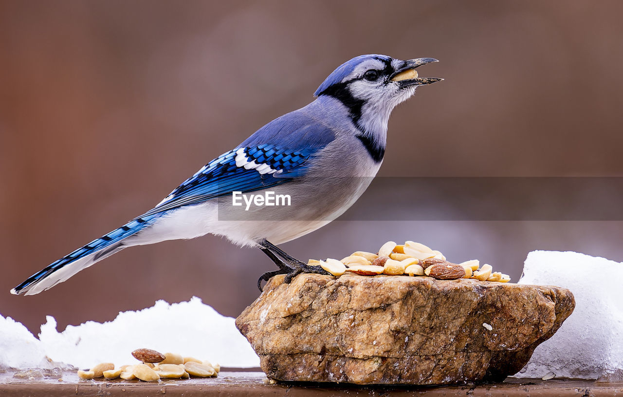 Bluejay gobbles down peanuts found on a rock
