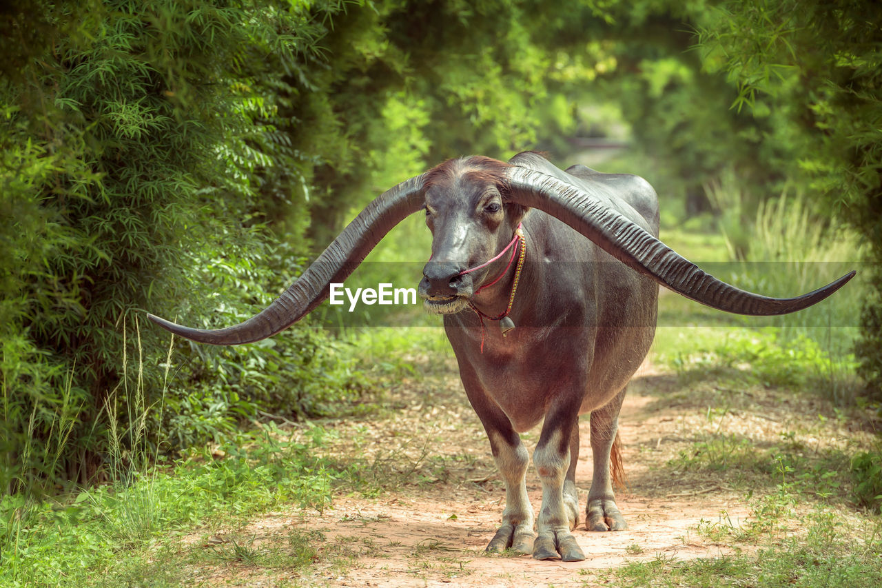 Buffalo standing on field