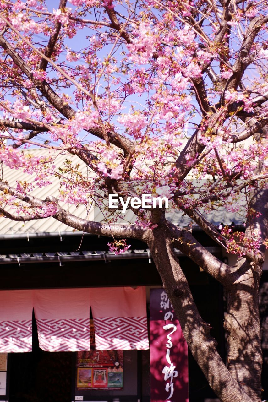 LOW ANGLE VIEW OF PINK FLOWERS BLOOMING ON TREE