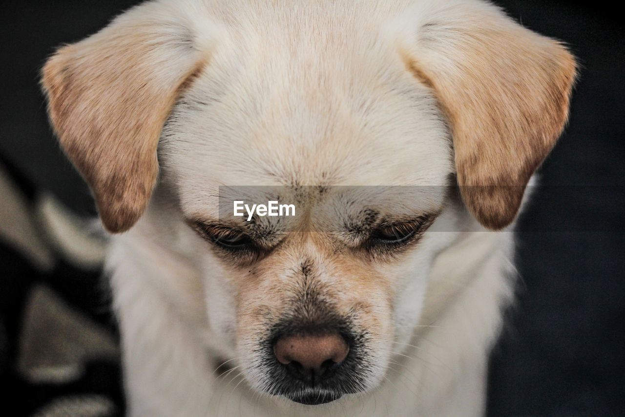 CLOSE-UP PORTRAIT OF DOG RELAXING ON BLACK BACKGROUND