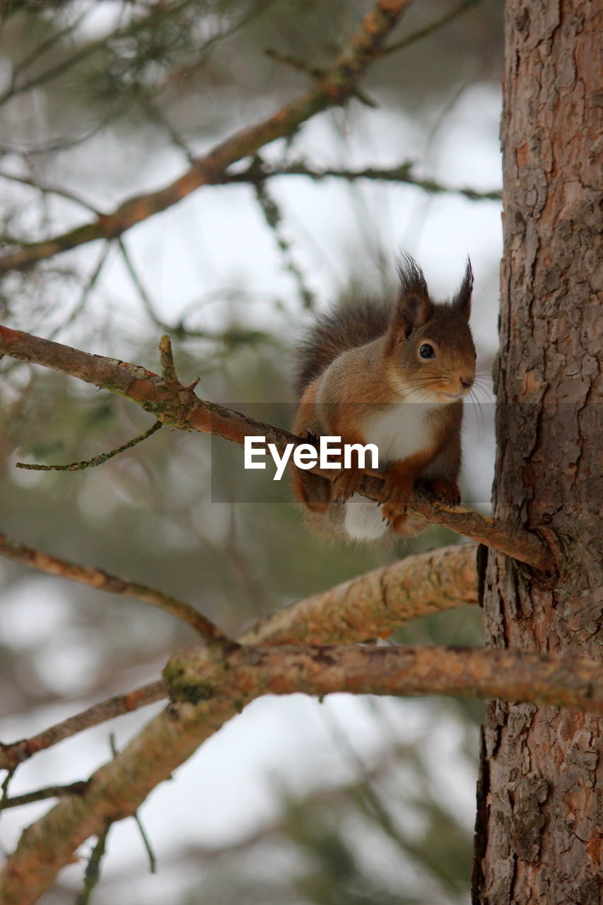 Low angle view of squirrel on tree