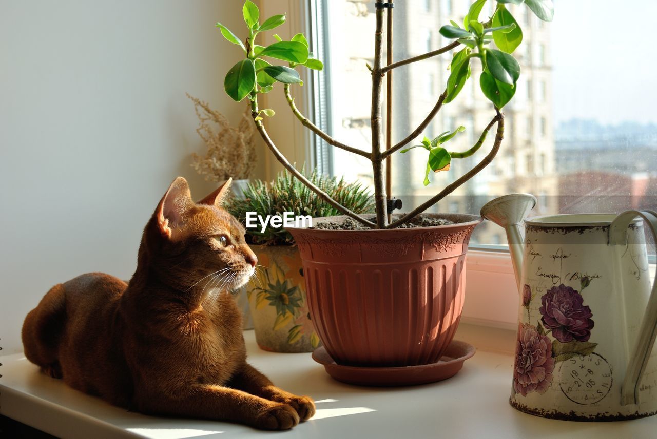 Cat resting by potted plants at window sill