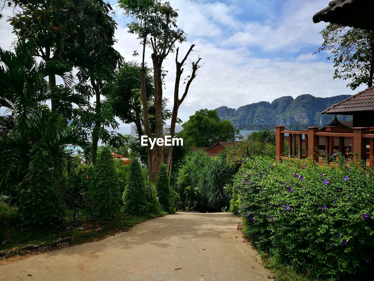 SCENIC VIEW OF TREES BY PLANTS AGAINST SKY